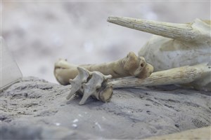 Image description is not available for 2011.9.3